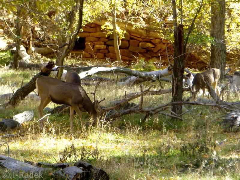 J Crimi Eyewear Boutique Sunglasses Free Glasses Repair Las Vegas Custom